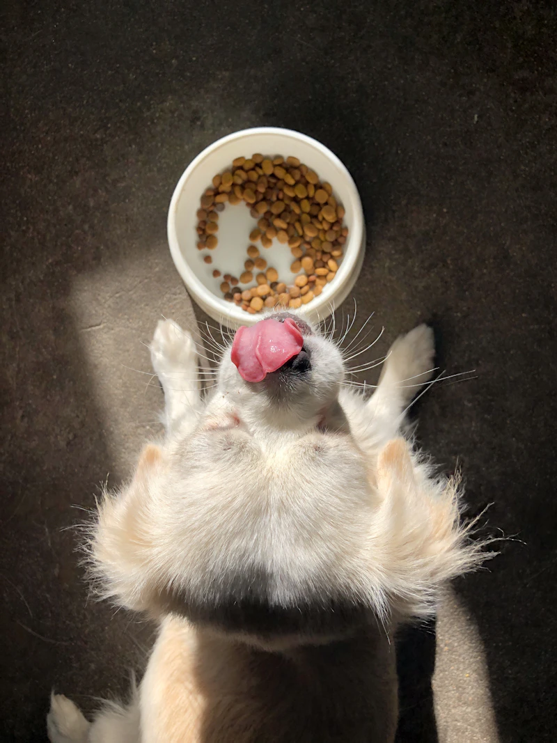 Alimentación balanceada para mascotas