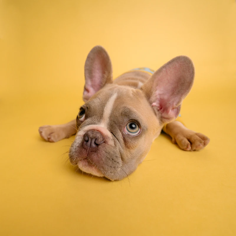 Cama ortopédica para mascotas