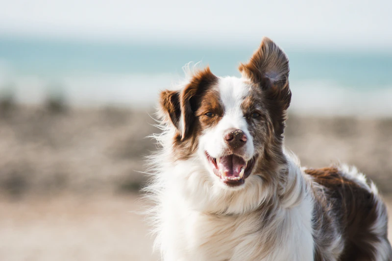 Juguete interactivo para perros