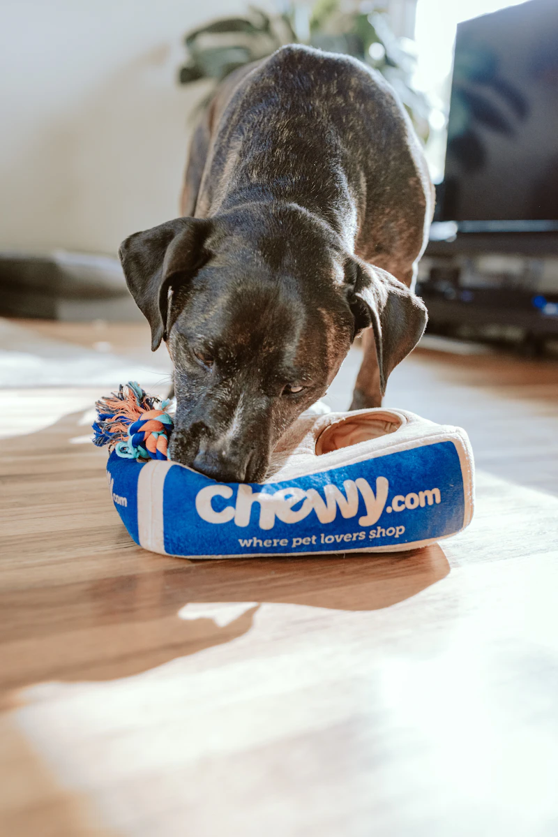 Snacks saludables para mascotas
